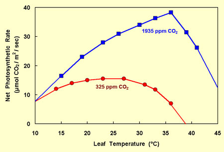CO2andTempPhotosynthesisRate.jpg