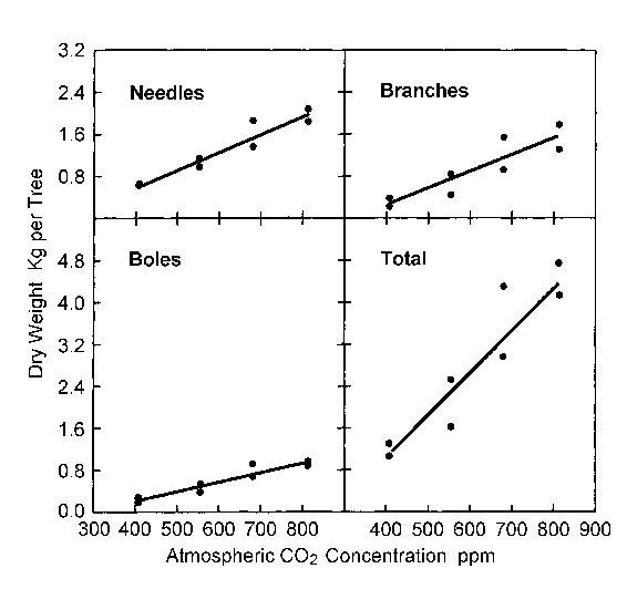 Young Eldarica Pine Tree Growth Response to CO2